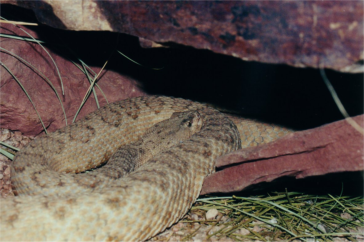 crotalus v abyssus02.jpg [198 Kb]